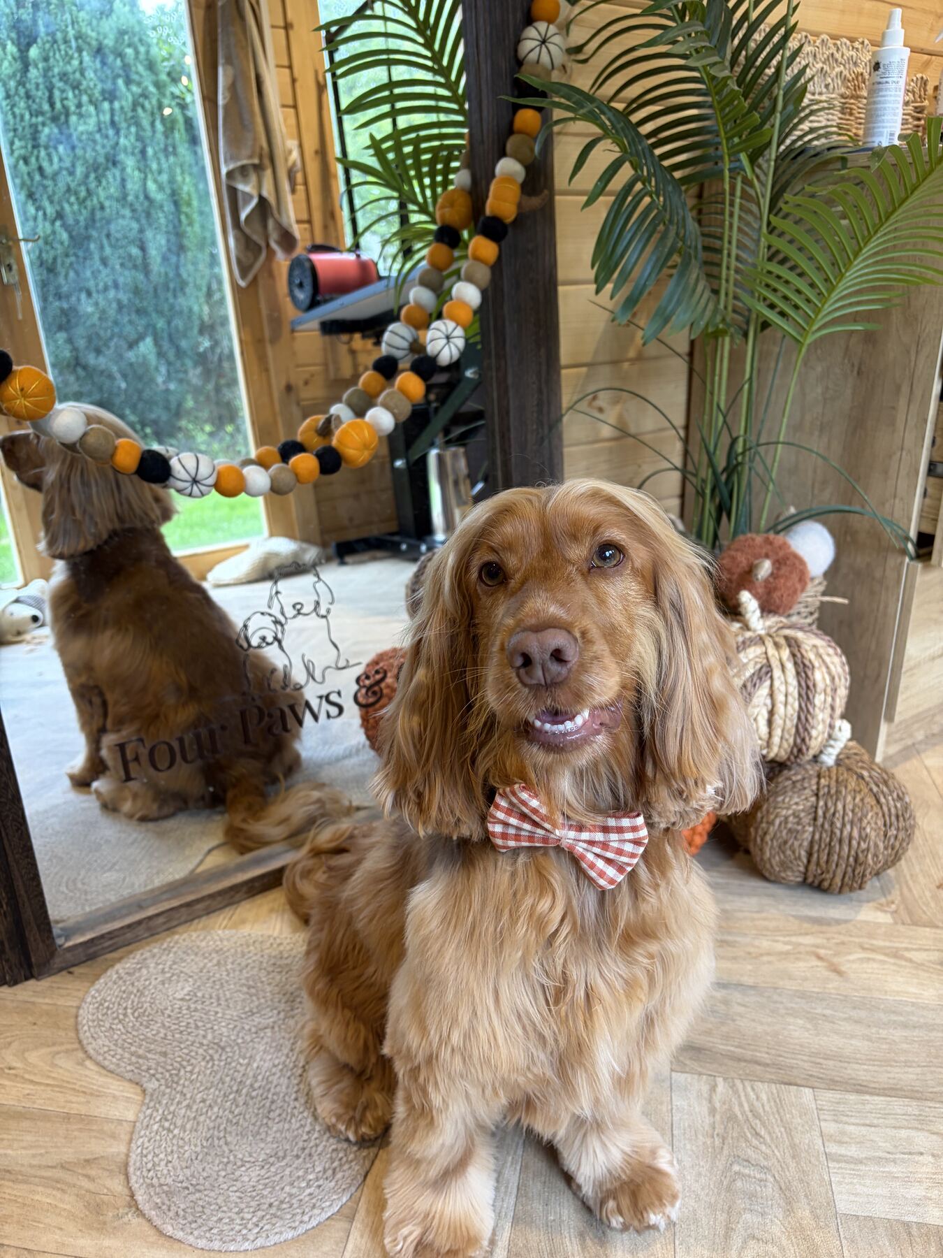 Freshly groomed Cocker Spaniel wearing a gingham bow tie in the studio