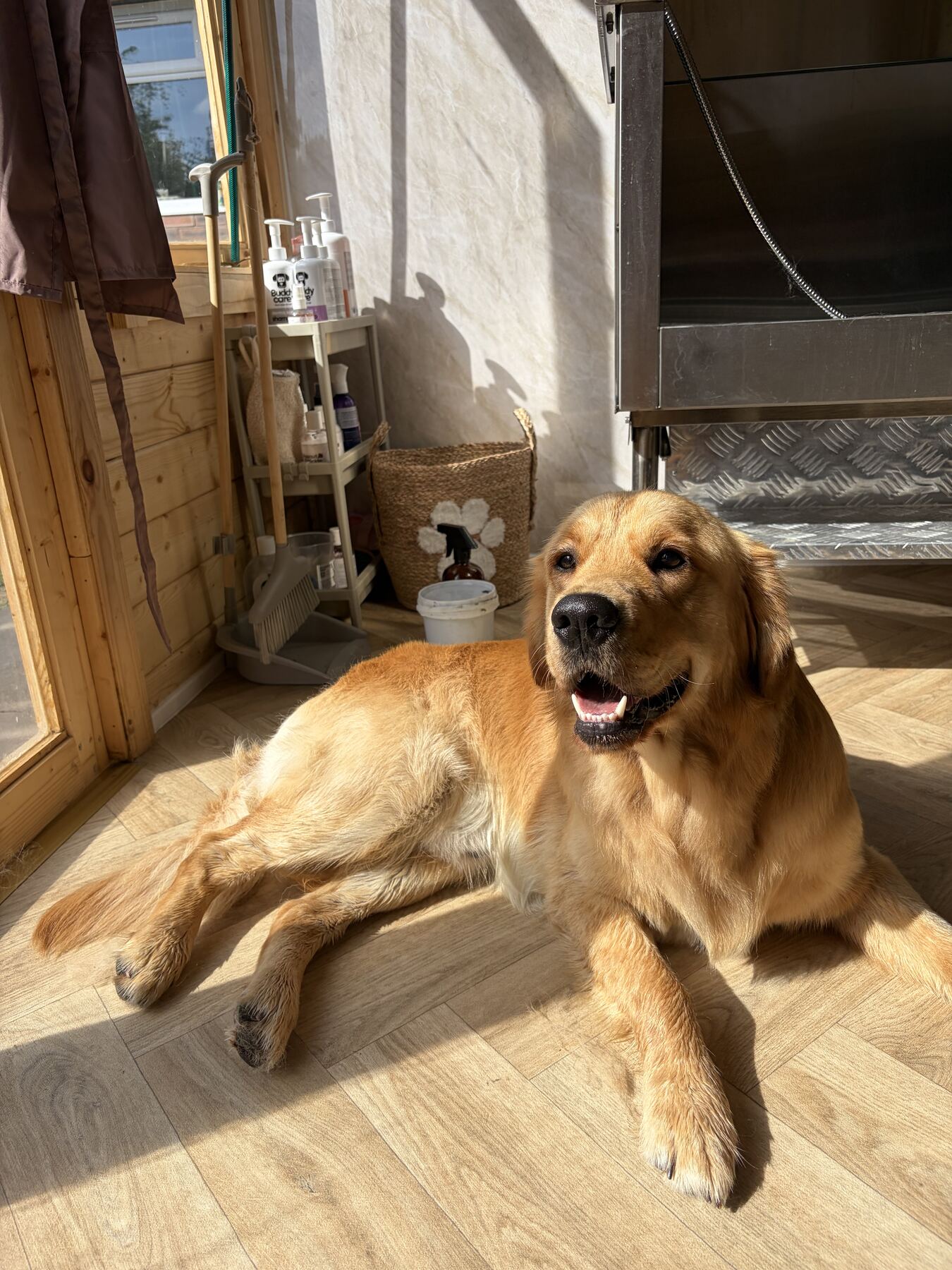 Golden Retriever relaxing in the sunshine after a groom